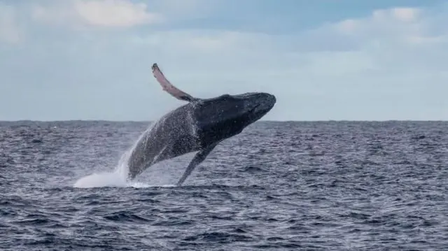 ਹੰਪਬੈਕ ਵ੍ਹੇਲ