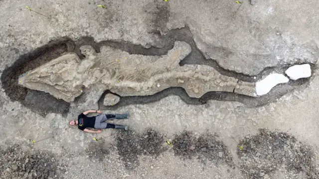 El Dr. Dean Lomax yace en el suelo para dar escala a los restos fosilizados de un dragón marino gigante cinco veces su tamaño, en proceso de ser cuidadosamente extraído del suelo de Rutland Water.