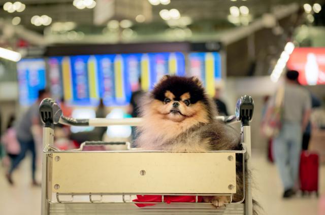 Cachorro em carro no aeroporto 