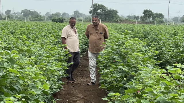 કપાસ ગુજરાત બીબીસી ખેડૂત વરસાદ ચોમાસું ખેતર પાક બીબીસી ગુજરાતી ન્યૂઝ