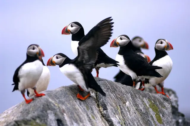 Un grupo de frailecillos, en una roca de la isla Machias Seal. 