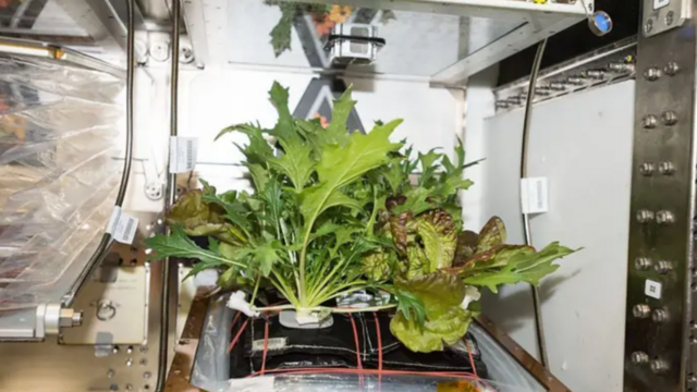 சந்திரனுக்கு நீங்கள் சென்றால் அங்கு என்ன சாப்பிட முடியும்? என்னென்ன ஆராய்ச்சிகள் செய்யப்பட்டுள்ளன?