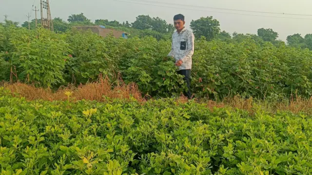 ગુજરાત, મગફળીનું ઉત્પાદન, મગફળીનું વાવેતર, ગુજરાતની ખેતી, કપાસનું વાવેતર, મગફળીના બજારભાવ, સરકારી ટેકાના ભાવ, જૂનાગઢ, રાજકોટ, મોરબી, બીબીસી ગુજરાતી, ભારતમાં ખેતી