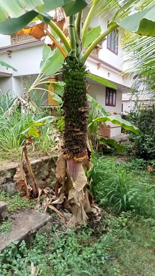 வாழைப் பழத்தில் இத்தனை ரகங்களா?