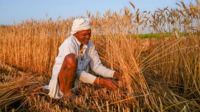 ગુજરાતમાં ઘઉંનું ઉત્પાદન વધ્યું, ભાવ ઘટશે, ઘઉંના ઉત્પાદનમાં શું ધ્યાન રાખવું, ટેકાના ભાવે એમએસપીથી ખરીદી, બીબીસી ગુજરાતી