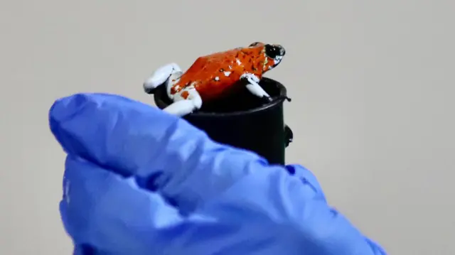 డార్ట్ కప్ప