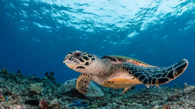 A sea turtle with its front limbs outstretched swims over a bed of coral on the bottom of the sea floor as light filters through the blue water