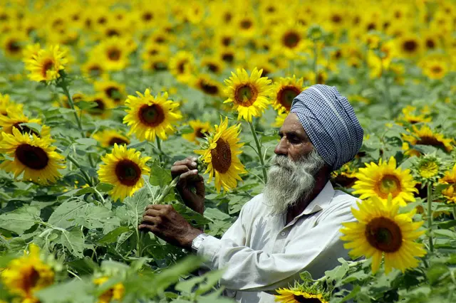 ਸੂਰਜਮੁਖੀ