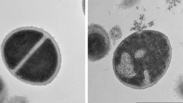 انسانی تحقیق