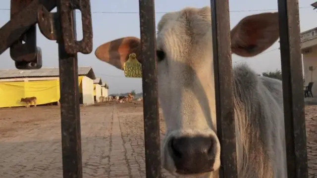 उत्तर प्रदेश सरकार बेसहारा गायों को रखने के लिए गोशालाएं स्थापित की हैं