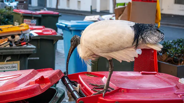 வெள்ளை ஐபிஸ்