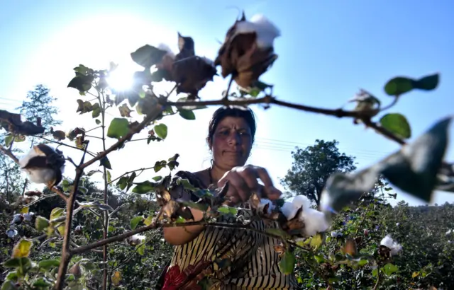 કપાસ ખેતી