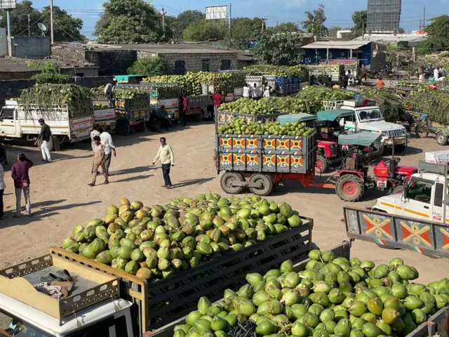 ગુજરાત, બીબીસી ગુજરાતી, નાળિયેરીની ખેતી, જૂનાગઢ, ગીર સોમનાથ, ગુજરાતની ખેતી, નાળિયેરી કેવી રીતે ઊગે, નાળિયેર પાણી