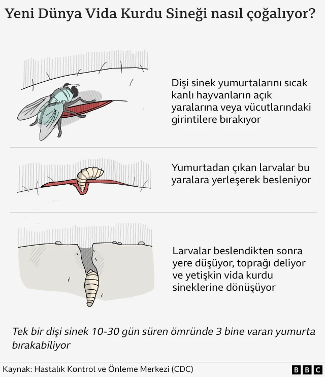 bu sinek türünün hayvanların yaraları içine larvasını bırakmasını, ardından larvanın buradan beslenmesini ve son olarak düştüğü toprağı delip büyümesini gösteren bir grafik