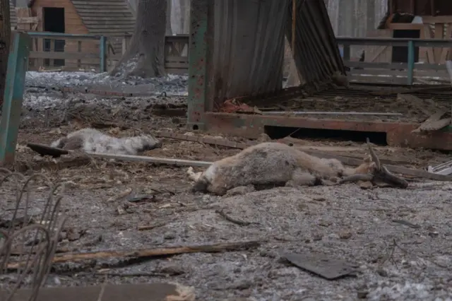 Тіла двох кіз лежать на землі біля знищеного металевого вольєра.