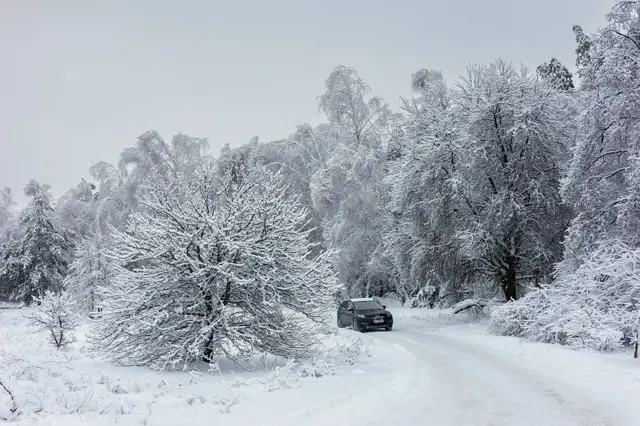 Зимовий ліс, повністю вкритий снігом. Дерева стоять густі й важкі від білої крижаної кірки, гілки нахилені під вагою ожеледі. Уздовж правого краю кадру тягнеться засніжена дорога, на якій видно темний автомобіль, що рухається вперед або зупинився. Атмосфера тиха, ніби приглушена, з м’яким сірим небом без сонця.