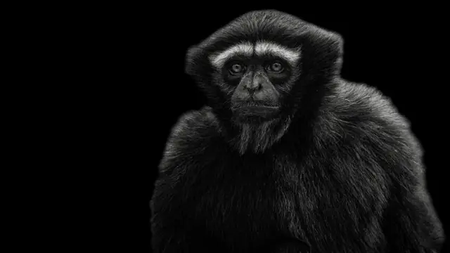 সারা বিশ্বেই উল্লুক বিপন্নপ্রায় প্রাণী হিসেবে বিবেচিত 