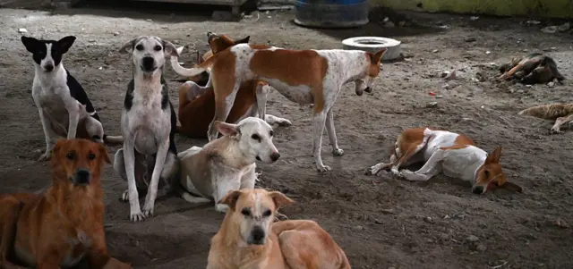 தெருநாய்கள் - மைக்ரோ சிப் டெண்டர் ரத்து