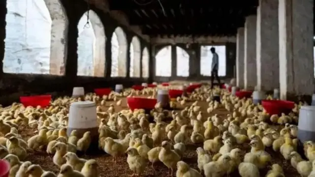 Sekta ya kuku nchini India ni mojawapo ya sekta kubwa zaidi duniani 