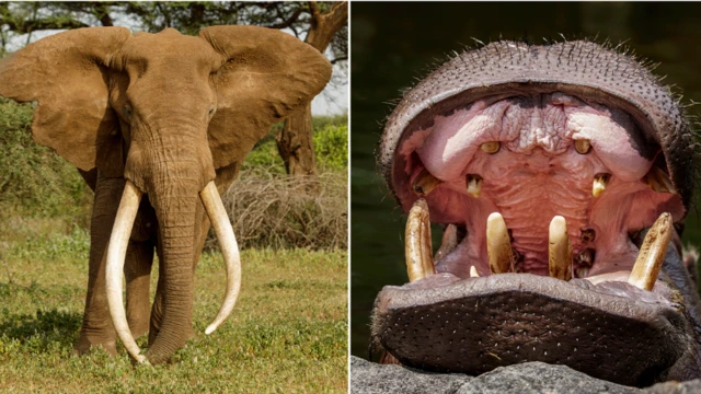 ఏనుగు, హిప్పో దంతాలు