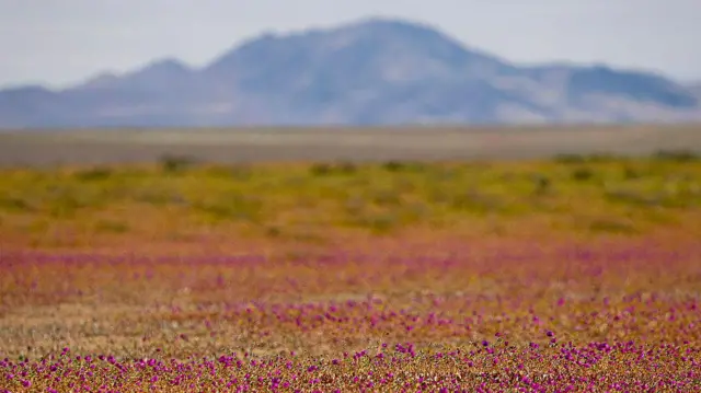 Tepih od ružičastog cveća ispred planina u pozadini