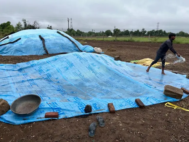 ચોમાસું, મગફળી, વરસાદ, વરસાદથી નુકસાન, ખેતી, કપાસ, બીબીસી ગુજરાતી, સૌરાષ્ટ્ર