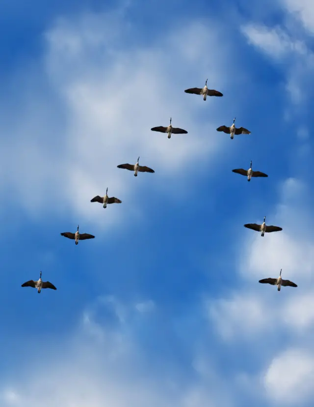 વિદેશી પક્ષી 