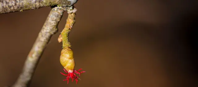 ફૂલોનું જીવન, છોડવાનું જીવન, છોડવાની સેક્સ લાઇફ, પ્રકૃતિ, બીબીસી ગુજરાતી