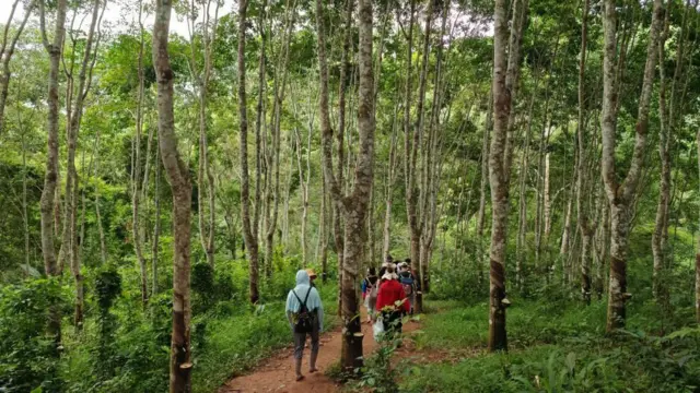 Ljudi šetaju kroz šumu
