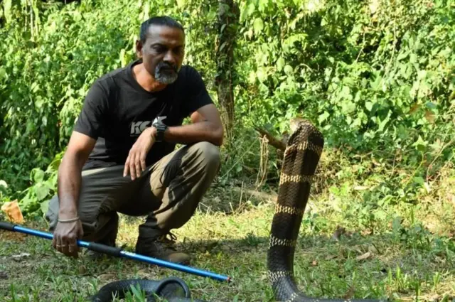 రాచనాగు, కోబ్రా