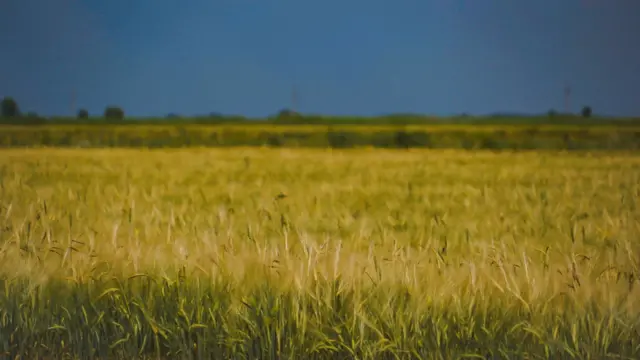 Быйыл Панфилов районунун айрым жерлеринде биринчи жолу чегиртке чыгып жатат 