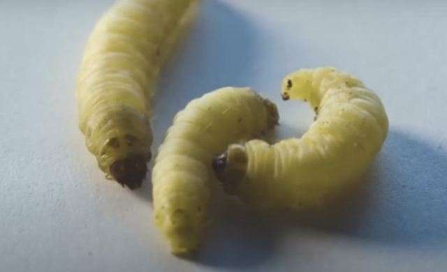 மெழுகுப்புழுக்கள்