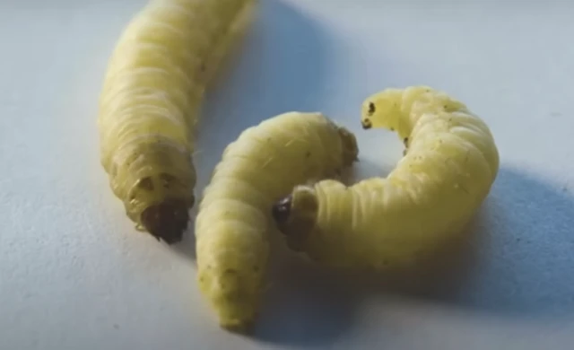 மெழுகுப்புழுக்கள்