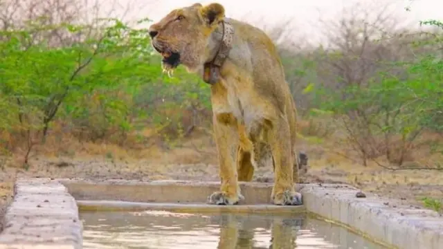 સિંહ, સિંહણ, ગીર, જંગલ, વન્યજીવ, બૃહદગીર, સાસણ, સાવજ, અભયારણ્ય,વાઈલ્ડલાઈફ