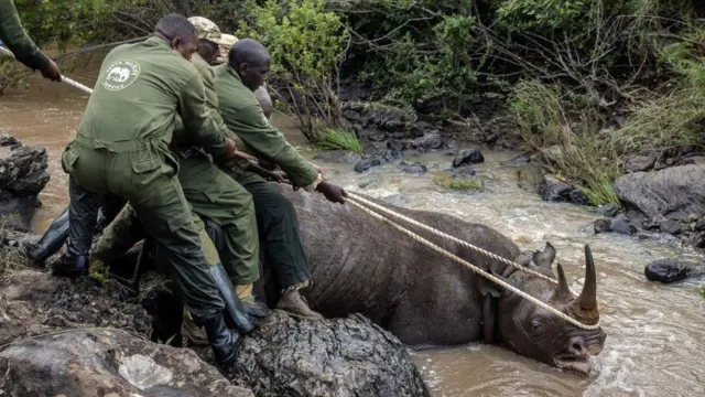 Wata karkanda a kasar Kenya