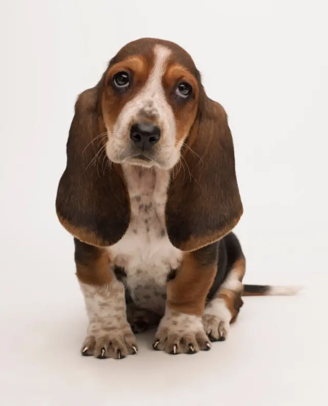 நாய்கள் இனப்பெருக்க வரைவு கொள்கை