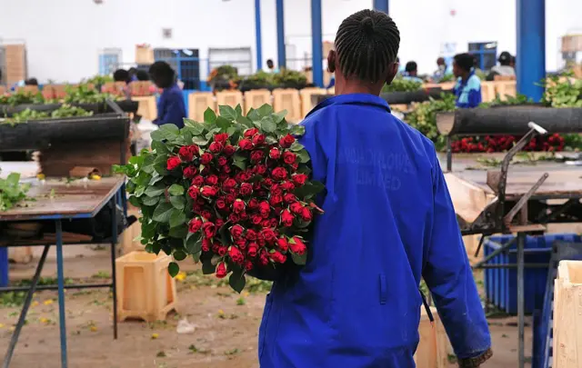 2015፡ ሰራሕተኛታት ኣብ ናይቫሻ ዝርከብ ሕርሻ ዕምበባ መዓልታዊ ናብ ወጻእ ዝልኣኹ ጽጌሬታታት ክለቕሙ'ዮም ዝውዕሉ 