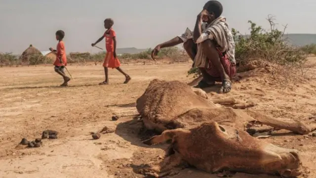 loon hongeen lubbuun darbe