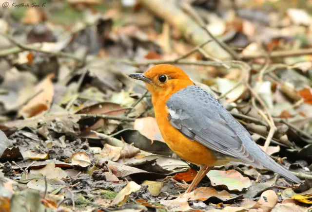 వరల్డ్ ఫొటోగ్రఫీ డే 