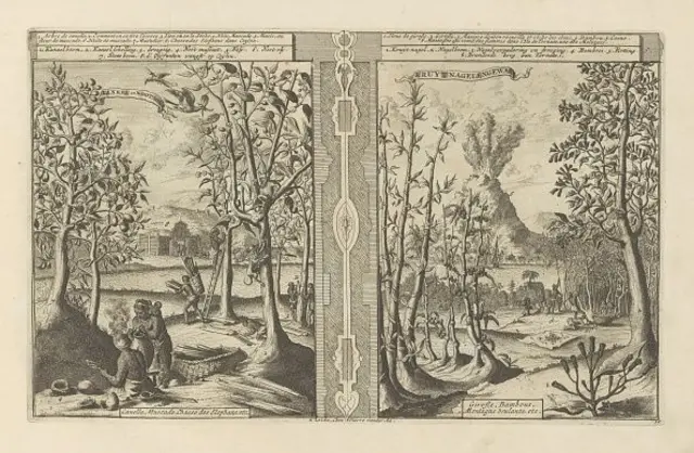 පෘතුගිසි විසින් ලංකාව ආක්‍රමණය කිරිමෙන් පසුව රජු විසින් කුරුඳු වැවීමට හා කැපීමට අවසර ලබා දී ඇති අතර පසුව ඔවුන් කුරුඳු මිල දී ගන්නා එකම ගැනුම්කරුවන් බවට පත්ව තිබේ.