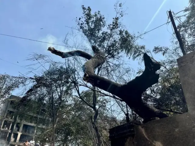 গাছও পুড়ে গেছে আগুনে