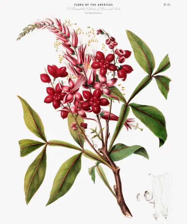 Desenho botânico da planta cinchona