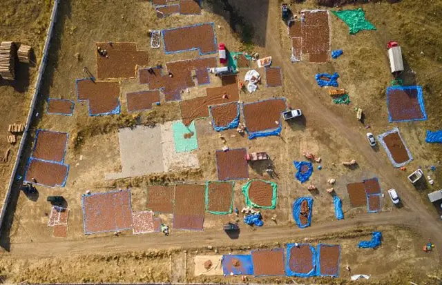 Fındık üreticiler yaygılar üzerinde fındıklarını sermiş, onlarcası tepeden görünüytor. 