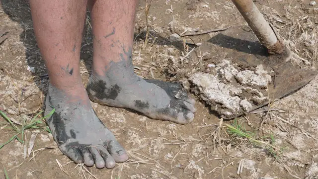 ਗੁਰਜੀਤ ਸਿੰਘ ਦੇ ਖੇਤ