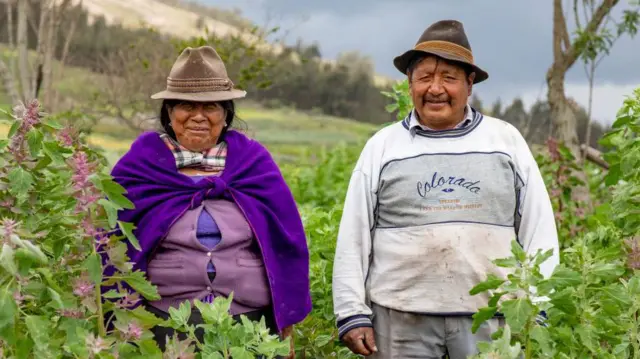 Agricultores indígenas num campoesporte bet futebolquinoa no Equador.