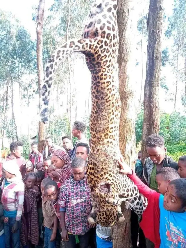 Qeeransa erga namoota torba irraan miidhaa qaqabsiiseen booda ajjeefame