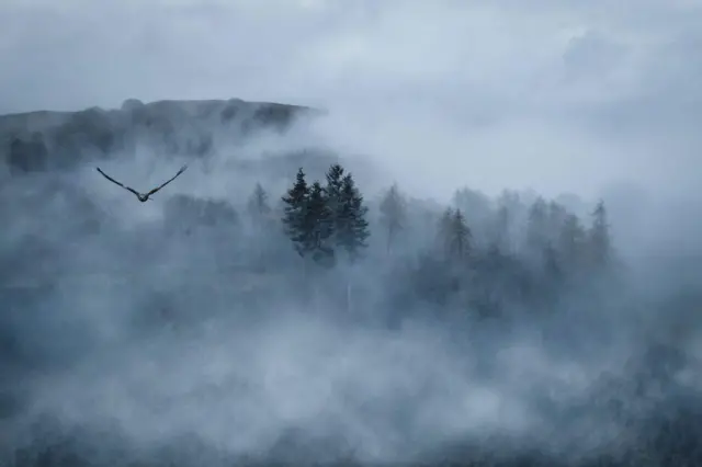 Un milano real volando por encima de los árboles y la niebla.