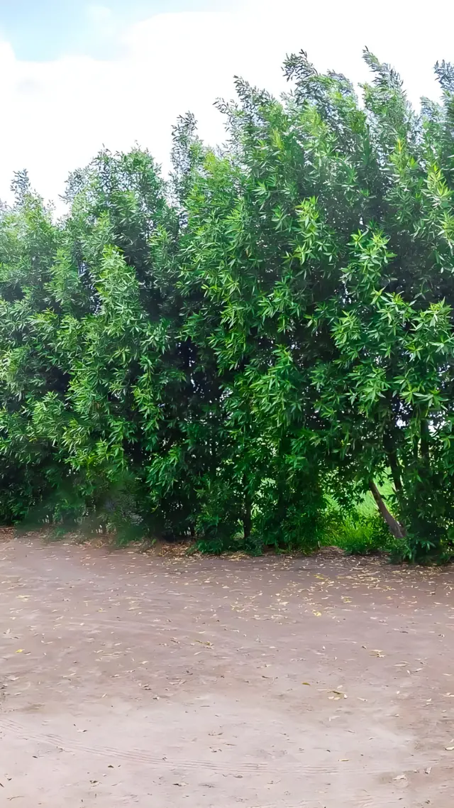 కోనో కార్పస్ 