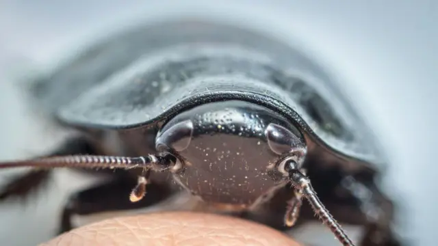 cockroaches