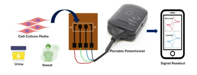 ਸ਼ੂਗਰ ਦੀ ਜਾਂਚ